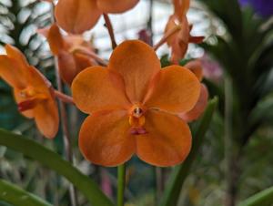 Vanda Brighton Topaz