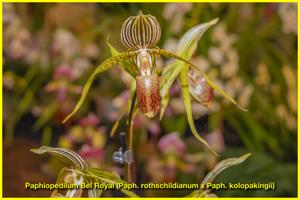 Paphiopedilum Bel Royal