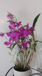 Dendrobium Hera