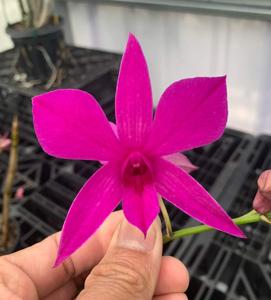 Dendrobium Hera