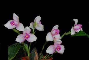 Lycaste Shonan Melody