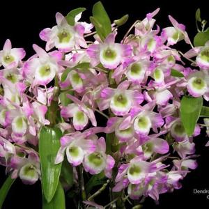 Dendrobium Super Ise