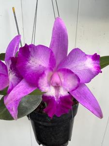 Cattleya Big Dipper