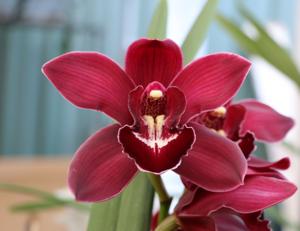 Cymbidium Red Sox