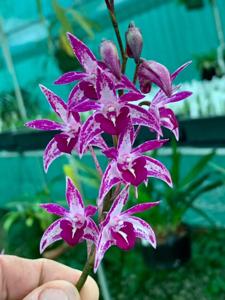 Dendrobium Tie-Dye