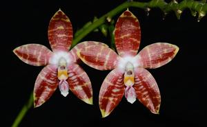 Phalaenopsis Tetrasambo