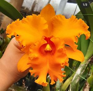 Rhyncholaeliocattleya Shinfong Luohyang