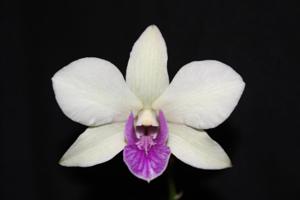 Dendrobium Burana Charming