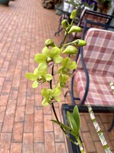 Dendrobium Burana Jade