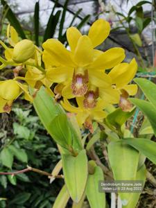 Dendrobium Burana Jade