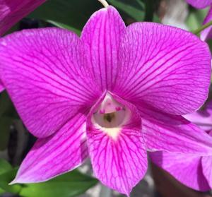 Dendrobium Burana Stripe