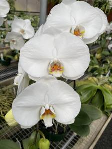 Phalaenopsis Crystelle Smith