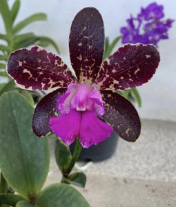 Cattleya Black Jack