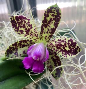 Cattleya Black Jack