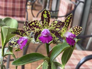 Cattleya Black Jack