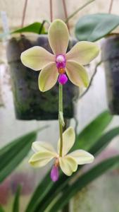 Phalaenopsis China Wonder