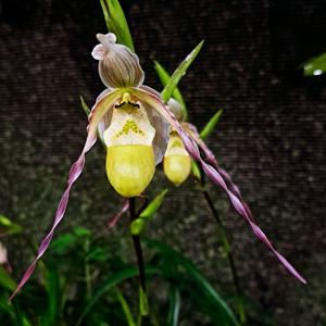 Phragmipedium Green Hornet