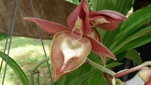 Catasetum Alexis Pardo