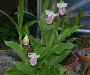 Cypripedium Ulla Silkens