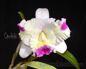 Cattleya Pink Spice