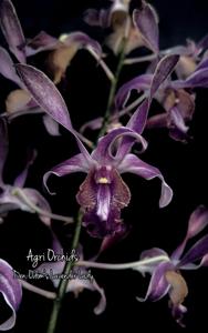 Dendrobium Odom's Lavender Lady