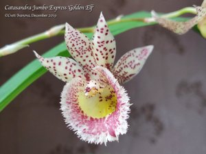 Catasandra Jumbo Express