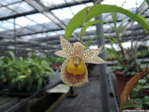 Catasandra Jumbo Express