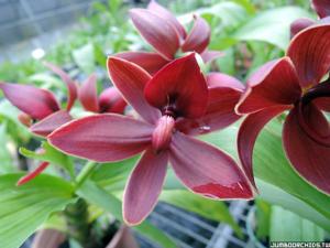 Cycnodes Jumbo Phoenix