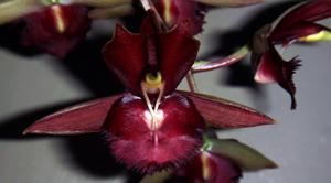 Catasetum Sandy Gibson