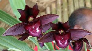 Catasetum Sandy Gibson