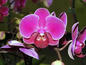 Phalaenopsis Sun Jye Diamond