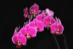 Phalaenopsis Sun Jye Diamond