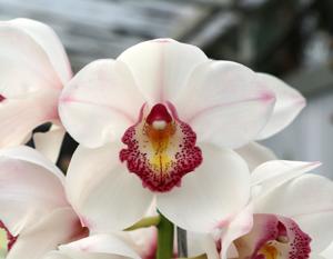 Cymbidium Poetic Ghost