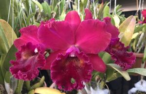 Rhyncholaeliocattleya Makaha Enchantress