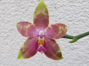 Phalaenopsis Kung's Princess