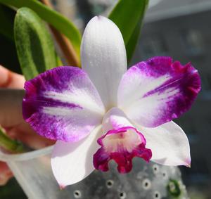 Cattleya Haw Yuan Angel