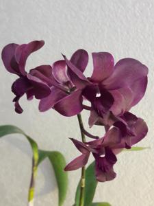 Dendrobium Vintner's Reserve