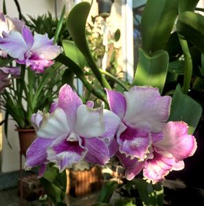 Dendrobium Anucha Flare