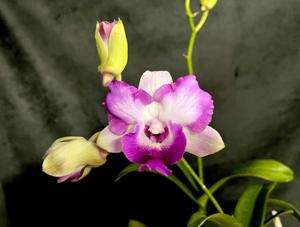 Dendrobium Anucha Flare