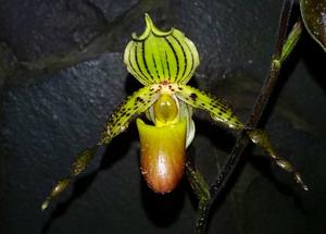 Paphiopedilum Jürgen Röth