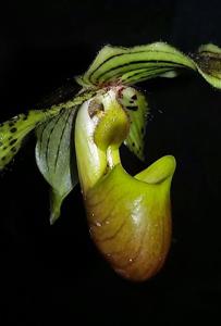 Paphiopedilum Jürgen Röth