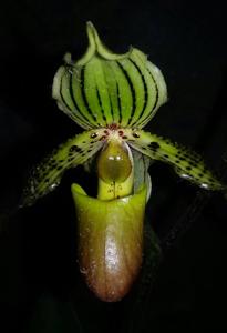 Paphiopedilum Jürgen Röth