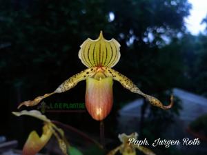 Paphiopedilum Jürgen Röth