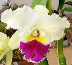 Rhyncholaeliocattleya Chian-Tzy Lass