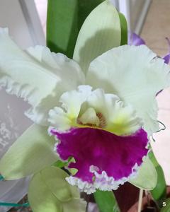 Rhyncholaeliocattleya Chian-Tzy Lass