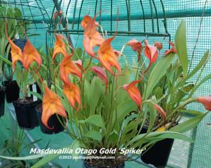 Masdevallia Otago Gold