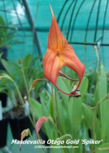 Masdevallia Otago Gold