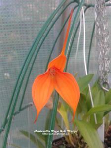 Masdevallia Otago Gold