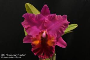 Rhyncholaeliocattleya China Lady