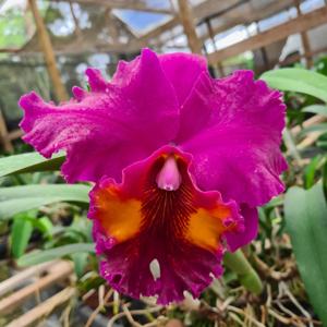 Rhyncholaeliocattleya China Lady